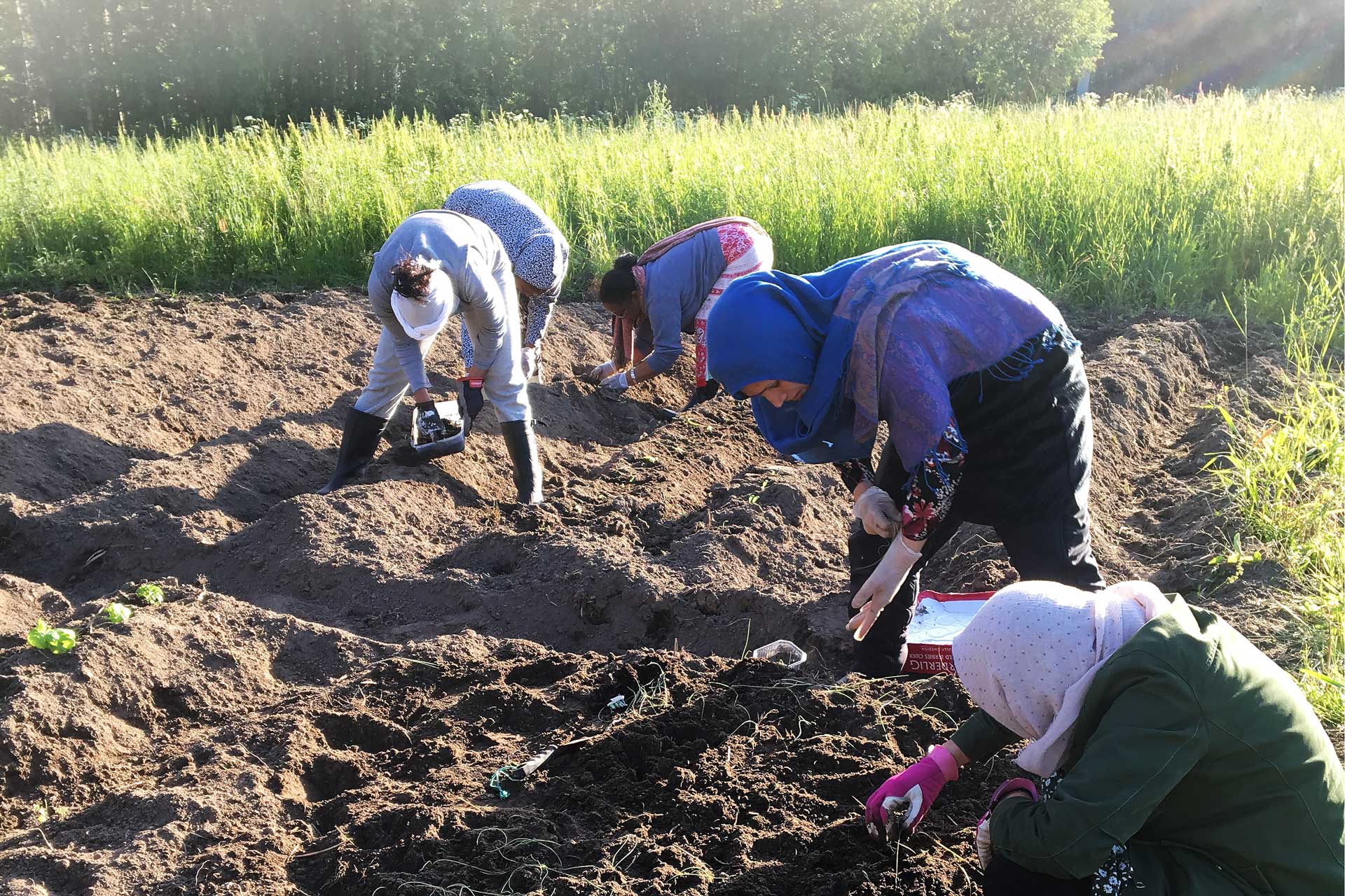 Stadsnära odling i Gammelbyn grupp kvinnor planterar tillsammans