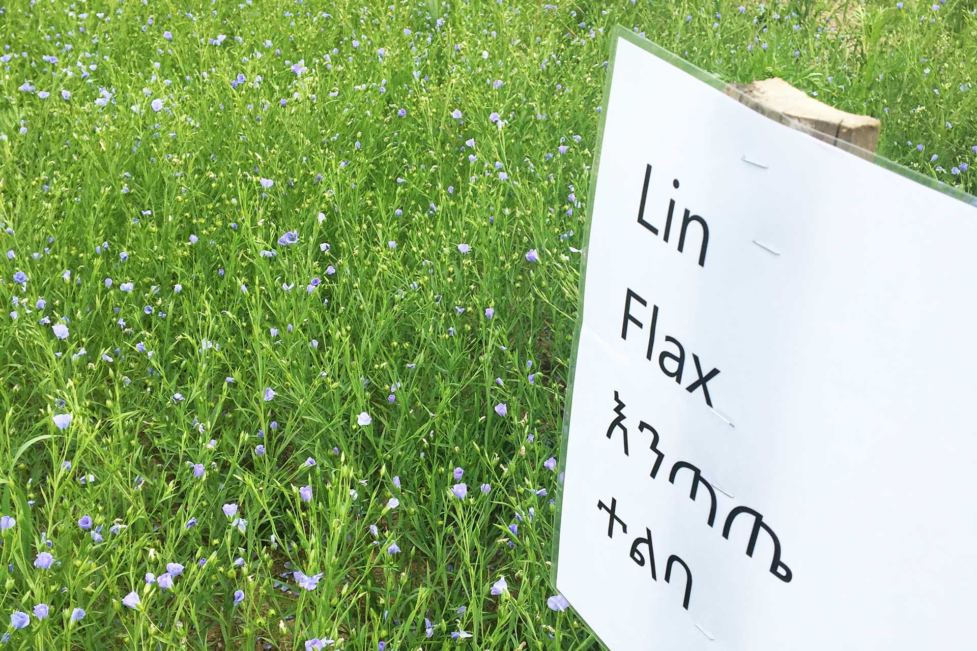 Stadsnära odling i Gammelbyn blommande fält skylt med text "lin" på flera språk